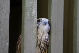 Saker-Falke hinter Gittern