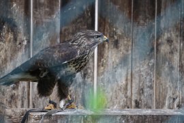 Mäusebussard