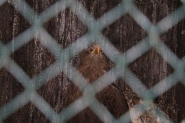 Vogel hinter Gittern