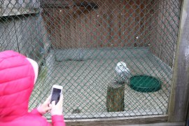 Schneeeule hinter Gittern