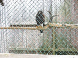 Hinter Gittern
