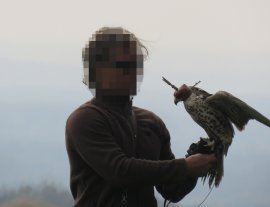 Falke verhaubt