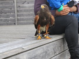Bussard im Zuschauer_innenraum