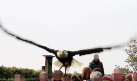 Weißkopfseeadler