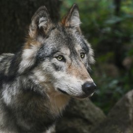 Wolf im Wald