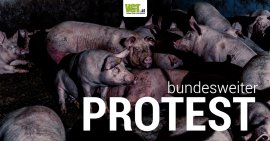 Sujetfoto Vollspalten-Protest