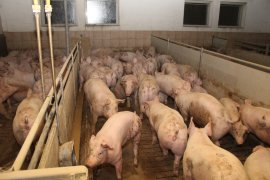 Schweine auf Vollspaltenboden
