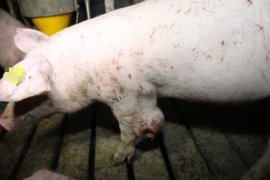 Schwein mit Wunde