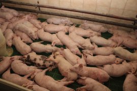 Ferkel auf Vollspalten