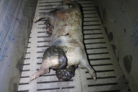 Schweinekadaver