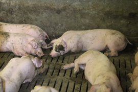 Schwein mit zugekotetem Gesicht