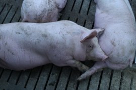 Schweine auf Vollspaltenboden