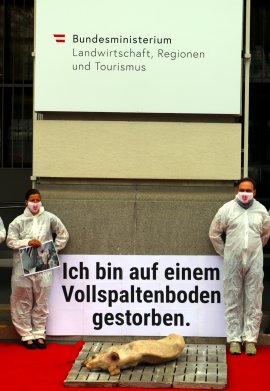 Aktivist_innen neben totem Schwein