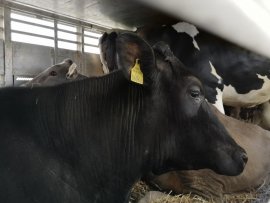 Kinder auf einem Tiertransporter