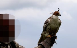 verhaubter Falke