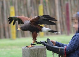 Kind mit Greifvogel