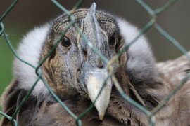 Kondor knabbert am Maschendraht