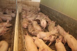 Schwein auf Vollspaltenboden