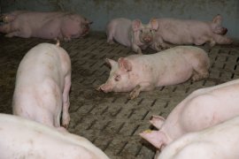 Schweine auf Vollspaltenboden