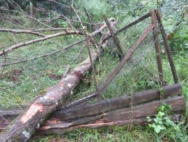 umgestürzter Baum