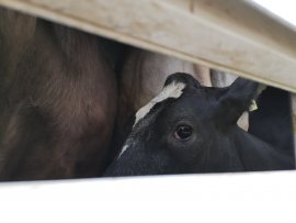 Rind auf Tiertransporter