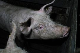 Schwein auf Vollspaltenboden
