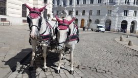 Fiakerpferde in der Sonne