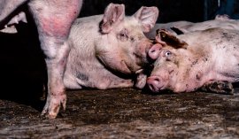 Schweine auf Vollspaltenboden