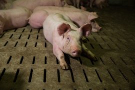 Schwein auf Vollspalten
