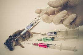 Maus im Tierversuch