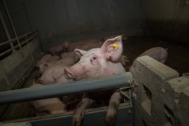 Schweine auf Vollspaltenboden