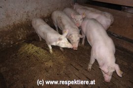 Schweine auf Vollspaltenboden