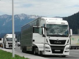 Tiertransport