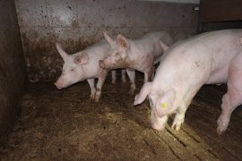 Schweine im besagten Betrieb