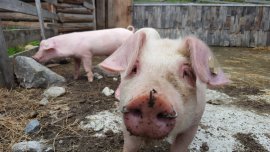 Schweine Nase Draht 2