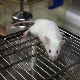 Maus (Foto von Rama auf wikimedia.commons.org)