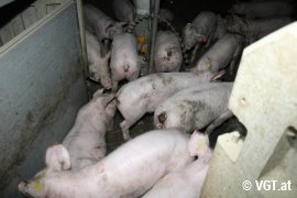 Schweine auf Vollspaltenboden
