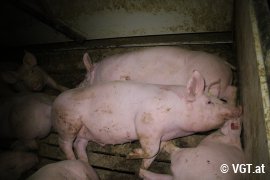 Schweine auf Vollspaltenboden
