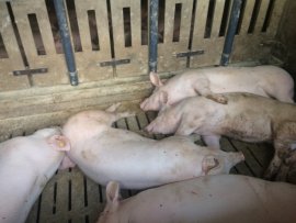 Schweine auf Vollspaltenboden