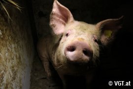 Schweine auf Vollspaltenboden