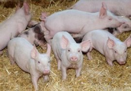Schweine auf Stroh