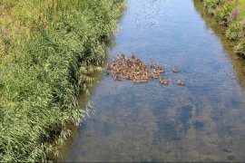 Jungenten im Wasser