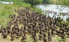 Entenflut and Land und im Wasser