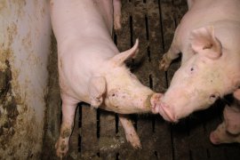 Schweine auf Vollspaltenboden