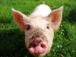 Schwein im Gras