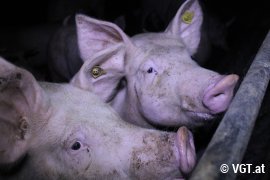 Schweine auf Vollspaltenboden