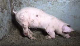 verletztes Schwein auf Vollspaltenboden