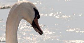 Schwan