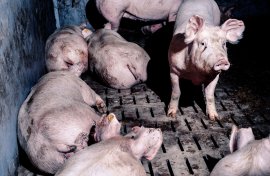 Schwein auf Vollspaltenboden