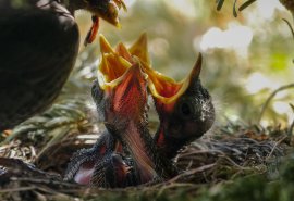 Nestlinge